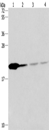Anti-Human/Mouse/Rat PPIB Antibody - ABMIUM