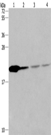 Anti-Human/Mouse/Rat PPIB Antibody - ABMIUM