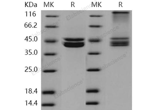 > 95 % as determined by reducing SDS-PAGE.