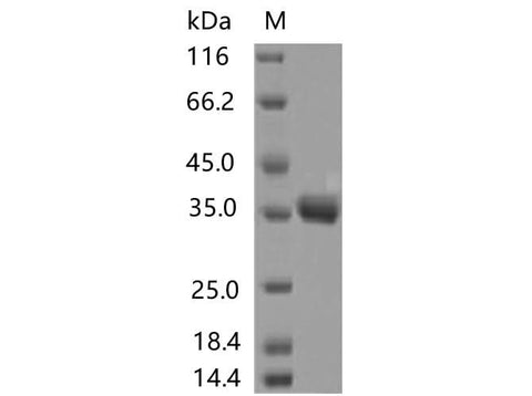 > 90 % as determined by reducing SDS-PAGE.