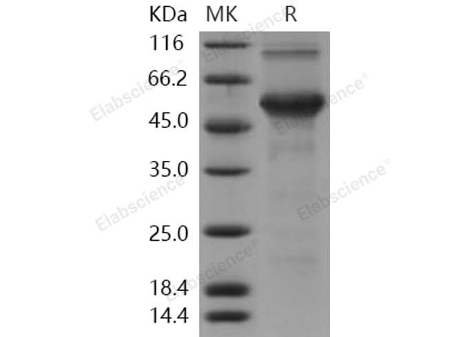 > 85 % as determined by reducing SDS-PAGE.