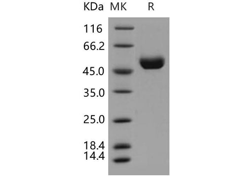 > 97 % as determined by reducing SDS-PAGE.