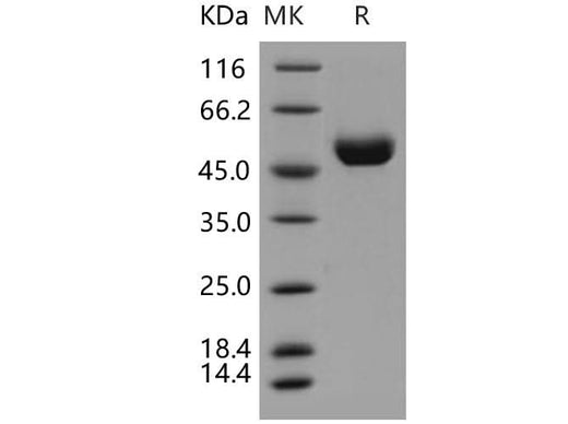 > 97 % as determined by reducing SDS-PAGE.