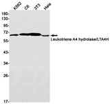 Western blot detection of Leukotriene A4 hydrolase/LTA4H in K562,C6,3T3,Hela cell lysates using Leukotriene A4 hydrolase/LTA4H Rabbit mAb(1:1000 diluted).Predicted band size:69kDa.Observed band size:69kDa.