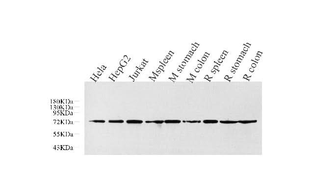 Western Blot analysis of various samples using CDC25A Polyclonal Antibody at dilution of 1:1000.