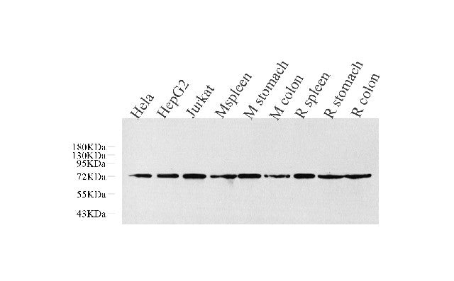 Western Blot analysis of various samples using CDC25A Polyclonal Antibody at dilution of 1:1000.