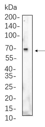 Anti-Human/Mouse/Rat Albumin Antibody [B773]