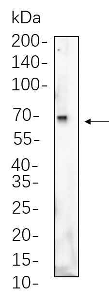 Anti-Human/Mouse/Rat Albumin Antibody [B773]