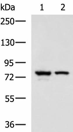 Western blot analysis of A172 and 231 cell lysates using IL17RD Polyclonal Antibody at dilution of 1:900