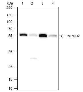 Anti-Human/Mouse IMPDH2 Antibody [A264] - ABMIUM