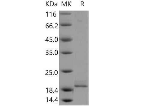 > 87 % as determined by reducing SDS-PAGE.