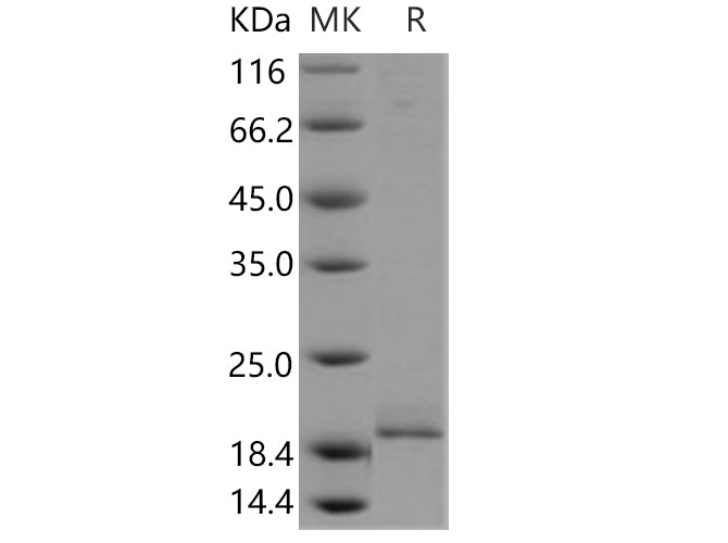 > 87 % as determined by reducing SDS-PAGE.