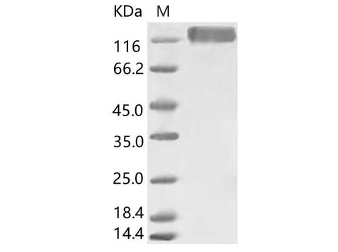 > 85 % as determined by reducing SDS-PAGE.