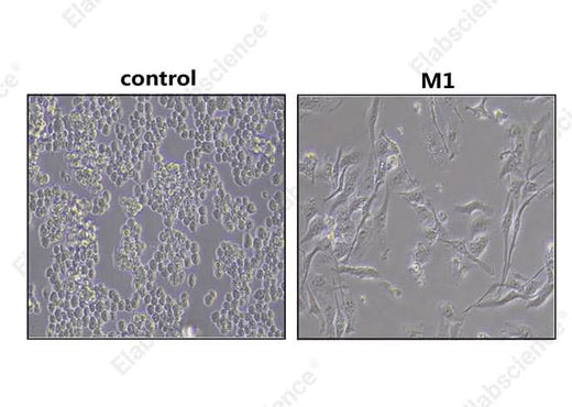 Morphological observations of RAW 264.7: untreated RAW 264.7 (left) cells show a round or oval morphology. RAW 264.7 Differentiated M1 macrophages (right) show irregular morphology and contain granular material in the cytoplasm.