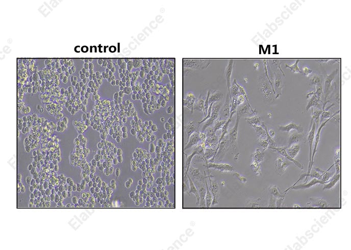 Morphological observations of RAW 264.7: untreated RAW 264.7 (left) cells show a round or oval morphology. RAW 264.7 Differentiated M1 macrophages (right) show irregular morphology and contain granular material in the cytoplasm.