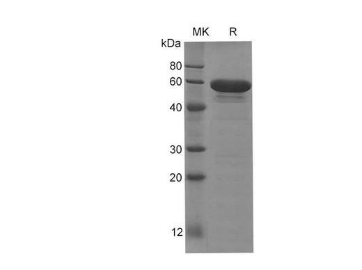 SDS-PAGE analysis of Human SCG3 proteins, 2 μg/lane of Recombinant Human SCG3 proteins was resolved with SDS-PAGE under reducing conditions, showing bands at 60 kDa.