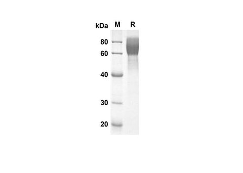 SDS-PAGE analysis of Mouse CD48 proteins, 2 μg/lane of Recombinant Mouse CD48 proteins was resolved with SDS-PAGE under reducing conditions, showing bands at 46.3 kDa.