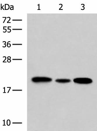 Western blot analysis of HL-60 Jurkat and A549 cell lysates using MRPS28 Polyclonal Antibody at dilution of 1:650
