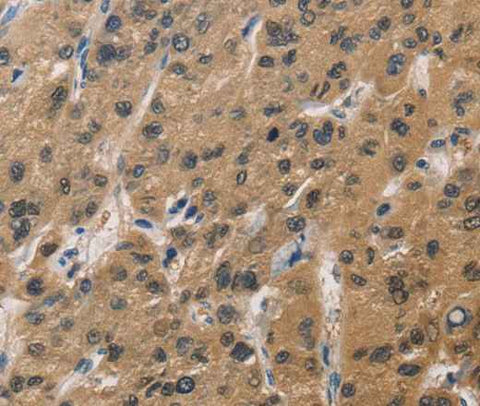 Anti-Human/Mouse/Rat DUSP26 Antibody