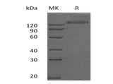> 95 % as determined by reducing SDS-PAGE.