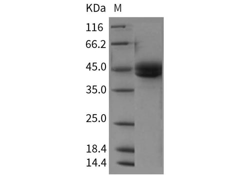 Recombinant Rat ICOS/AILIM/CD278 Protein (Fc Tag) - ABMIUM