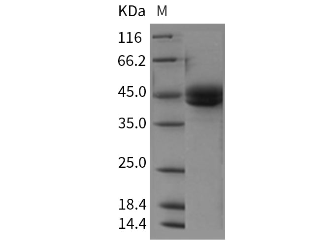 Recombinant Rat ICOS/AILIM/CD278 Protein (Fc Tag) - ABMIUM