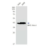 Western blot detection of MHC class I in Hela,A549 cell lysates using MHC class I Rabbit mAb(1:1000 diluted).Observed band size:41kDa.