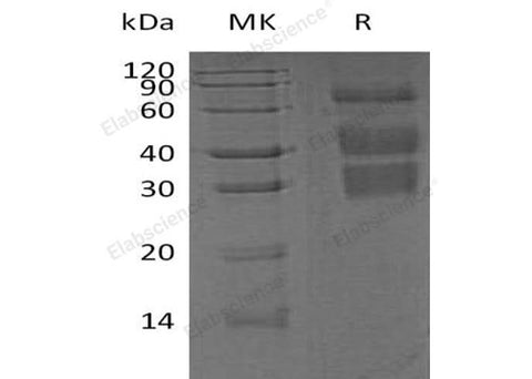 > 96 % as determined by reducing SDS-PAGE.