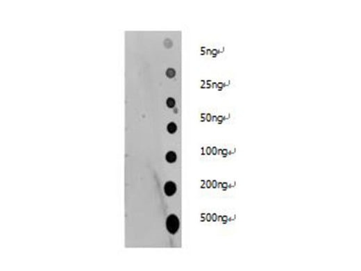 Dot blotting analysis of Pan Acetyl-Lysine polyclonal antibody on unmodified BSA and acetylated BSA at dilution of 1:2000.