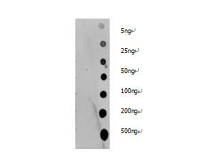 Dot blotting analysis of Pan Acetyl-Lysine polyclonal antibody on unmodified BSA and acetylated BSA at dilution of 1:2000.