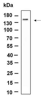 Anti-Human/Mouse/Rat SMC3 Antibody [B942]