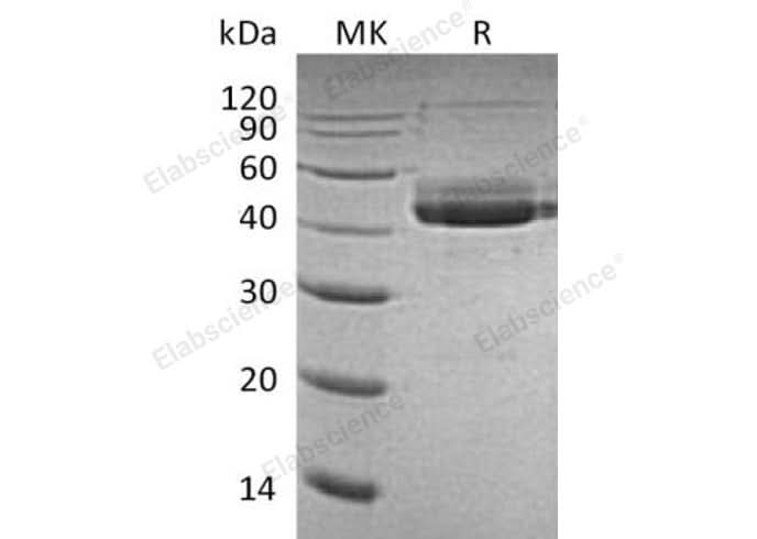 Recombinant Human CD3 ε/CD3E Protein (Fc Tag) - ABMIUM