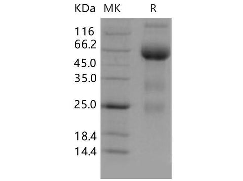 > 92 % as determined by reducing SDS-PAGE.
