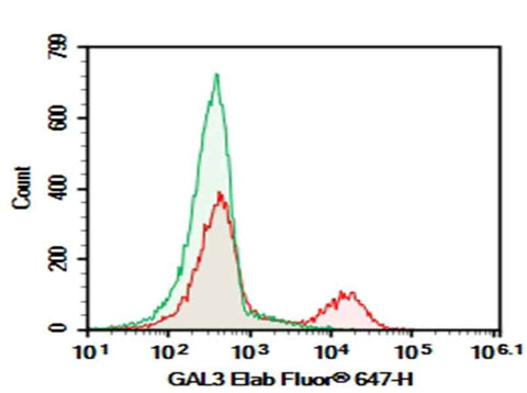 Anti-Mouse/Human GAL3 Antibody [M3/38] - ABMIUM