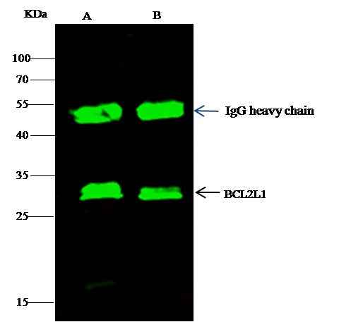 Anti-Mouse BCL2L1 Antibody [B382] - ABMIUM