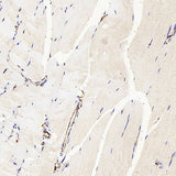 Immunohistochemistry analysis of paraffin-embedded mouse skeletal muscle using CD31 Polyclonal Antibody at dilution of 1:300.