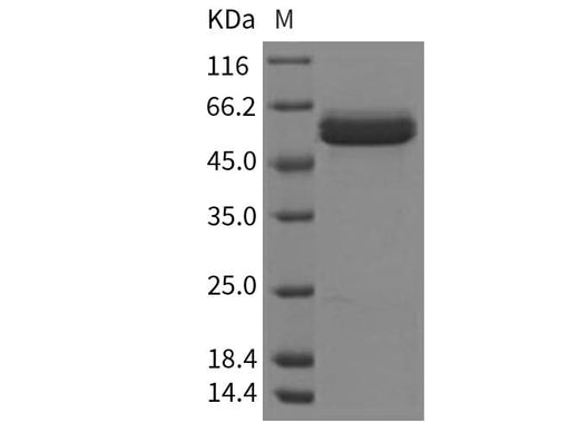 Recombinant Human beta Amylase/AMY2 Protein (His Tag) - ABMIUM