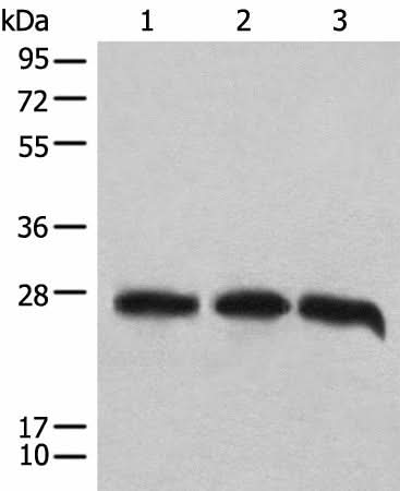 Western blot analysis of 293T cell lysates using CHCHD3 Polyclonal Antibody at dilution of 1:1000