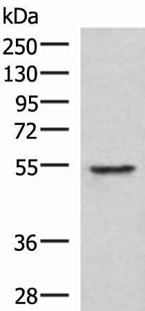Anti-Human/Mouse TUBD1 Antibody