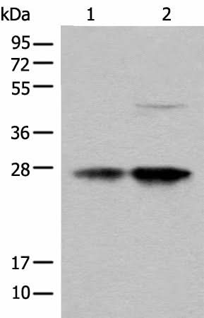 Western blot analysis of HL-60 and HEPG2 cell lysates using COA7 Polyclonal Antibody at dilution of 1:550