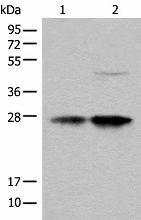 Western blot analysis of HL-60 and HEPG2 cell lysates using COA7 Polyclonal Antibody at dilution of 1:550
