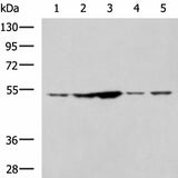 Western blot analysis of 293T and Jurkat cell lysates using SNTA1 Polyclonal Antibody at dilution of 1:1350