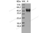 > 97 % as determined by reducing SDS-PAGE.