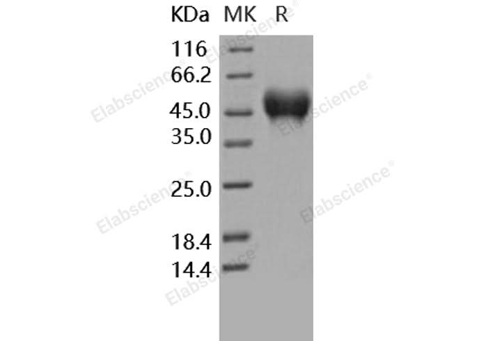 > 97 % as determined by reducing SDS-PAGE.