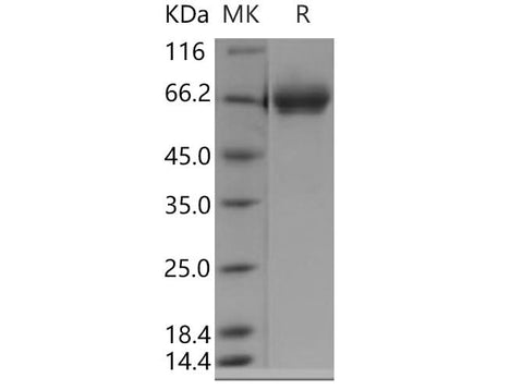 > 95 % as determined by reducing SDS-PAGE.