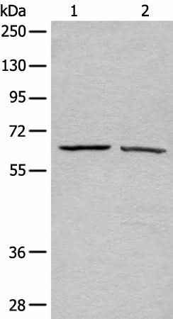 Anti-Human/Mouse/Rat ATAD3A Antibody