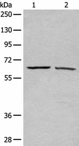 Western blot analysis of A431 and Hela cell lysates using ATAD3A Polyclonal Antibody at dilution of 1:500