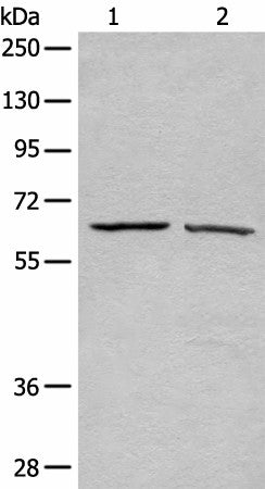 Western blot analysis of A431 and Hela cell lysates using ATAD3A Polyclonal Antibody at dilution of 1:500