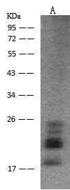 Anti-Human FGF2 Antibody [A890] - ABMIUM