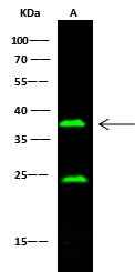 Anti-Mouse FCGR3 Antibody [B439]